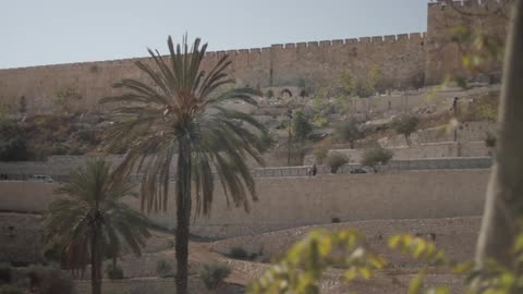 A palm tree in the dessert