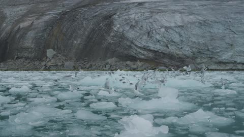 Seagulls fly from ice chunks