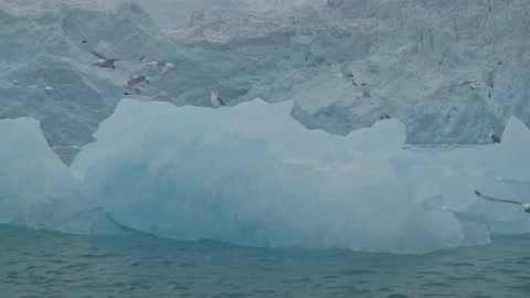 Seagulls fly from a glacier