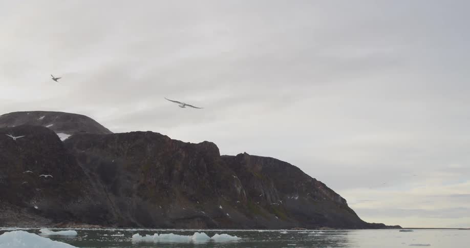 Birds fly on an overcast day on an icy coast