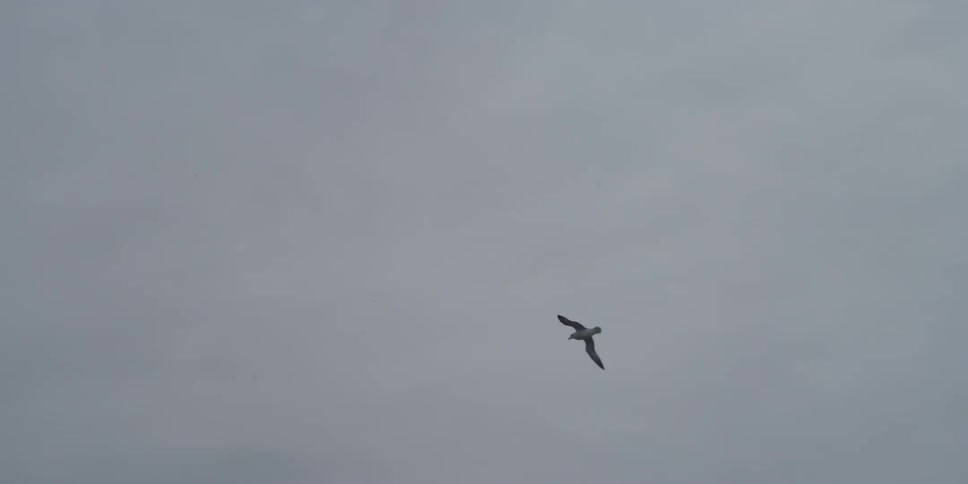 Bird flying under cloudy skies