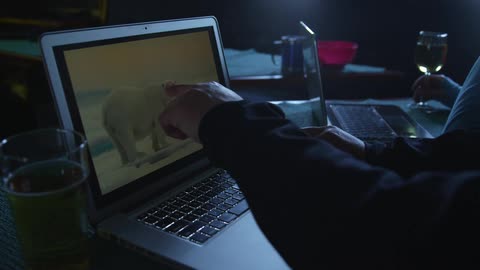 A man looks at a picture of a polar bear on a laptop