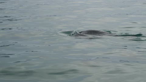 Seal swimming slowly in calm water during the day