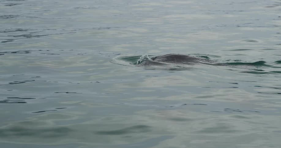 Seal swimming slowly in calm water during the day