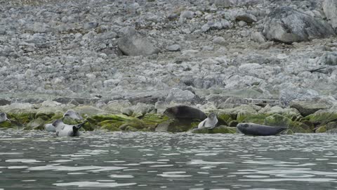 Seals sleeping on rocks next to water