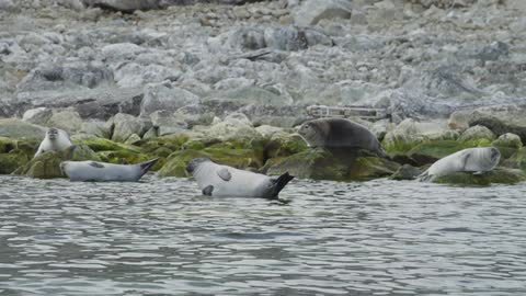 Seals lay on rocks next to the ocean