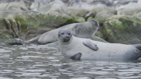 A couple of seals hanging out by the water