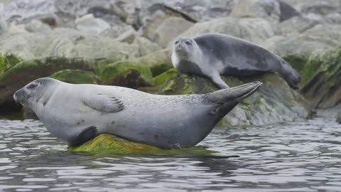 Seals sunbathe on mossy rocks