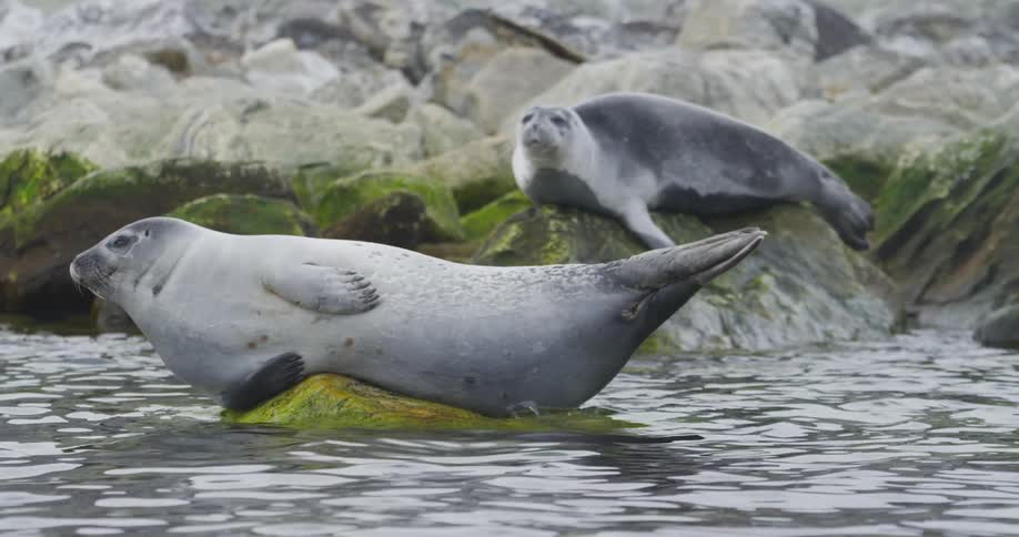 Seals sunbathe on mossy rocks