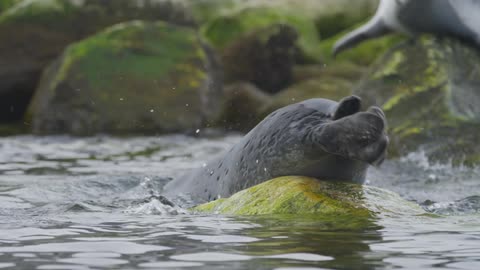 A seal laying on top of a rock