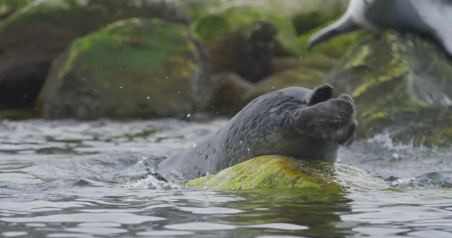 A seal laying on top of a rock