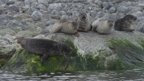 Row of seals sitting together on rocks by the water