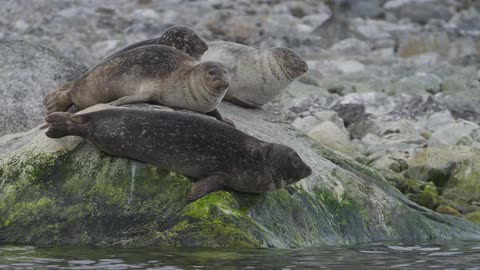 Seals laying around on rocks by the water on a sunny day
