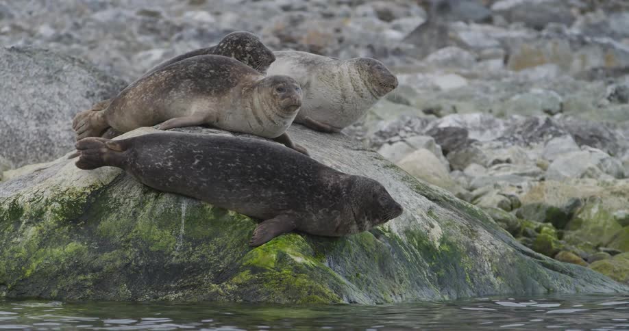 Seals laying around on rocks by the water on a sunny day