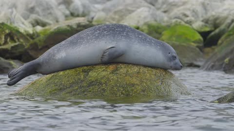 A seal lays on an algae covered rock