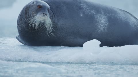 A large seal lays on ice