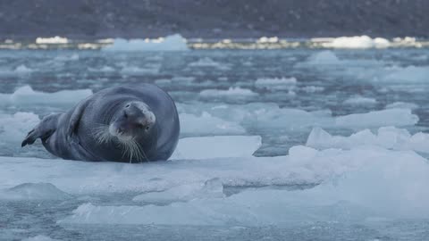 A large seal lays on ice