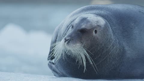 A walrus is laying on the ice