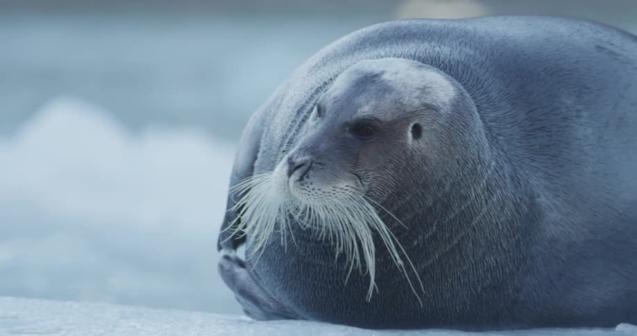 A walrus is laying on the ice