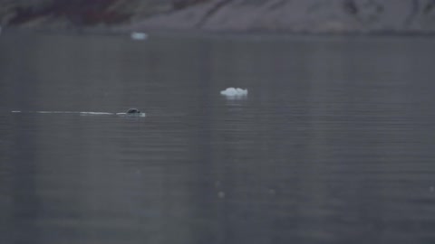 A seal swimming
