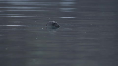 A seal's head poking above the water