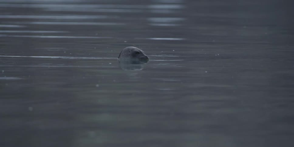 A seal's head poking above the water