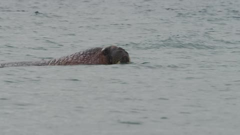 A walrus swims in a body of water