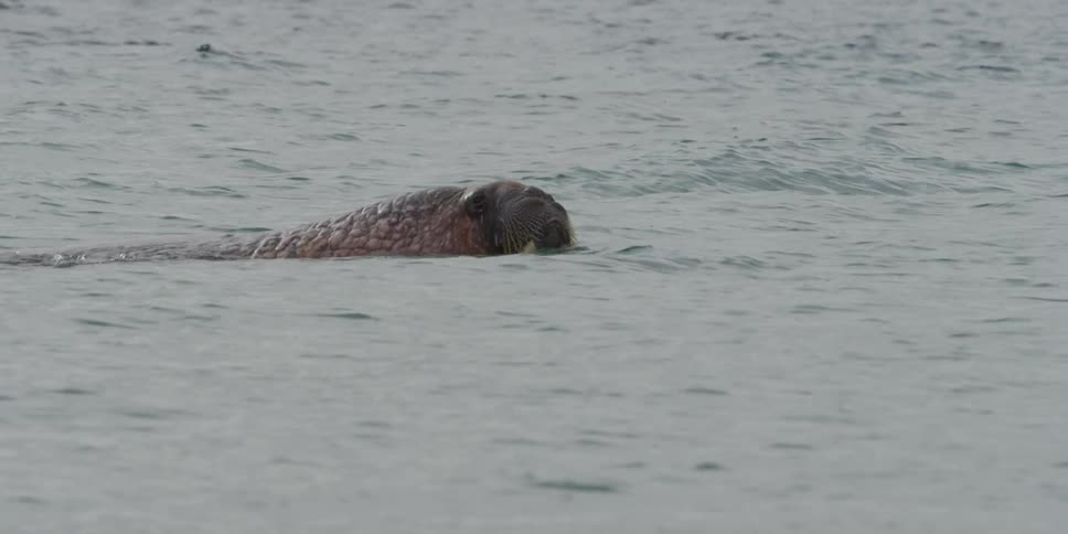 A walrus swims in a body of water