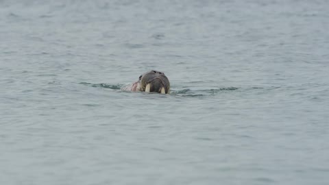 Water is gently waving in the currents while a walrus breaches