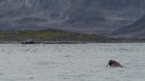 A walrus emerges from a lake surrounded by grassy hills and rocky mountains