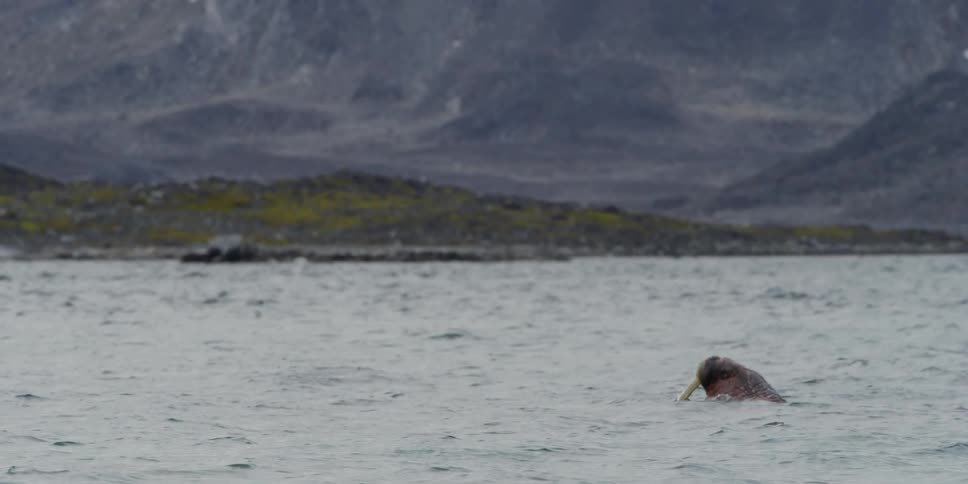 A walrus emerges from a lake surrounded by grassy hills and rocky mountains