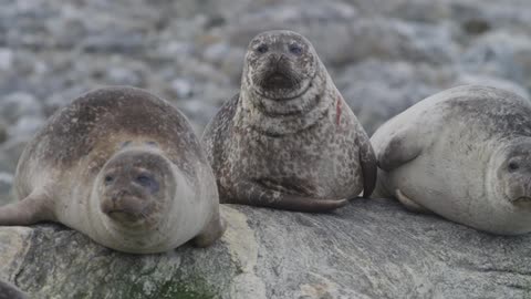 Seals lay on a rock