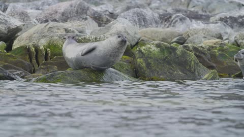 Seals lay on rocks next to the ocean