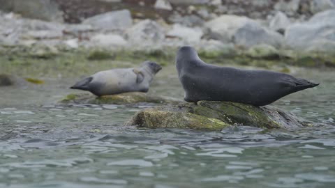 A group of seals laying on rocks
