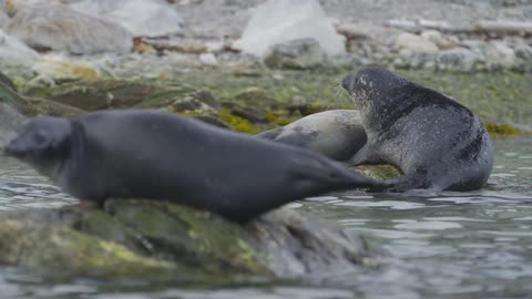Seals swimming and standing on rocks by the water