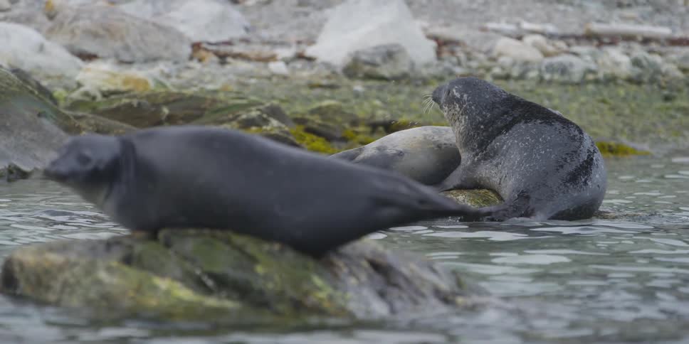 Seals swimming and standing on rocks by the water