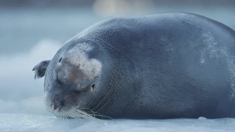 A seal laying on the ice