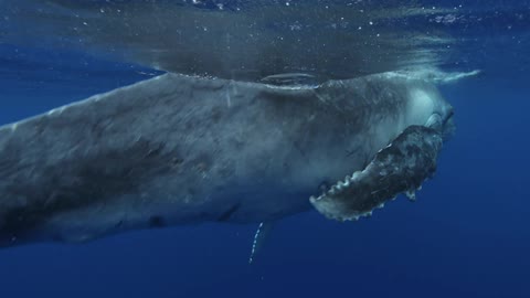 A whale swims in the ocean
