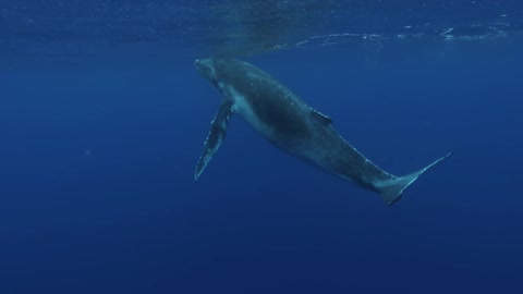 A whale swimming in the ocean