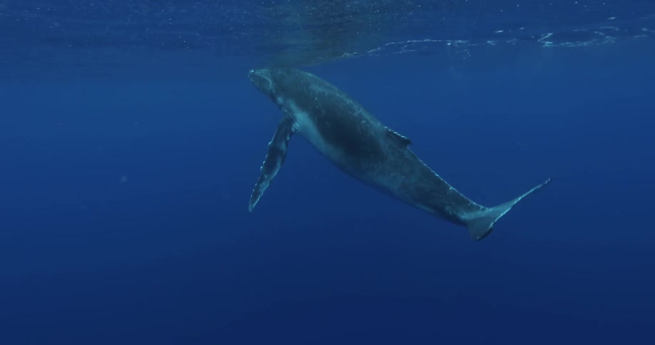 A whale swimming in the ocean