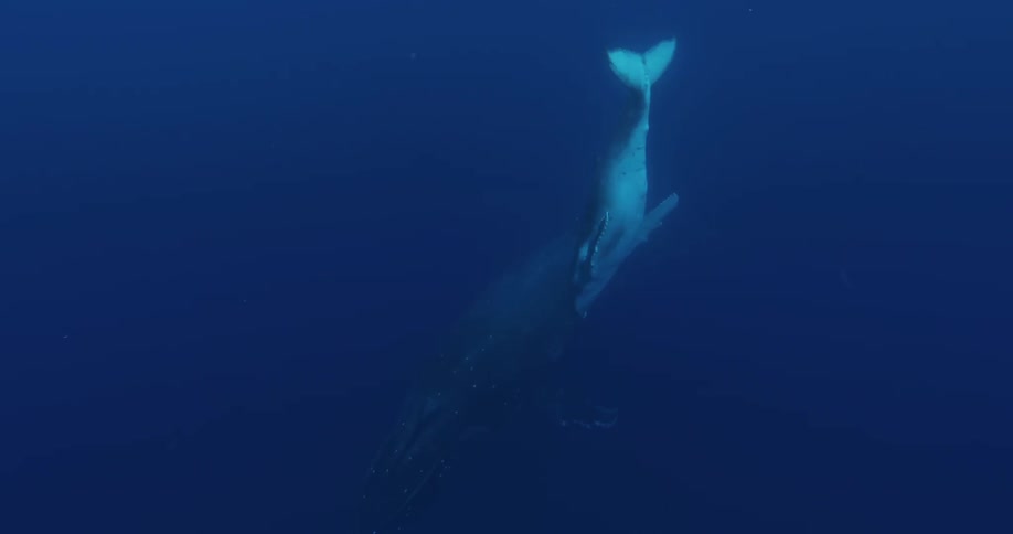Dolphin diving down underwater in the ocean