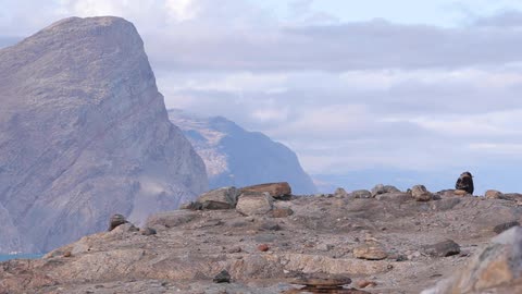 Two animals run up a mountain