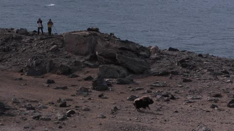 Animal runs down beach while people watch
