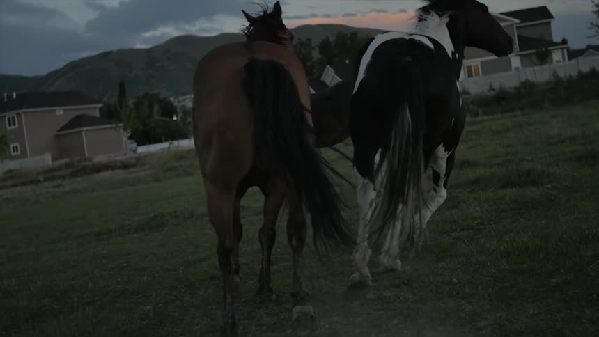 Horses running across a field with houses in the distance