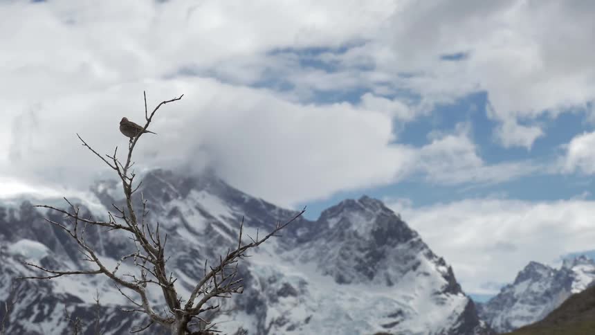 A bird is perched atop a branch with the mountains in the background