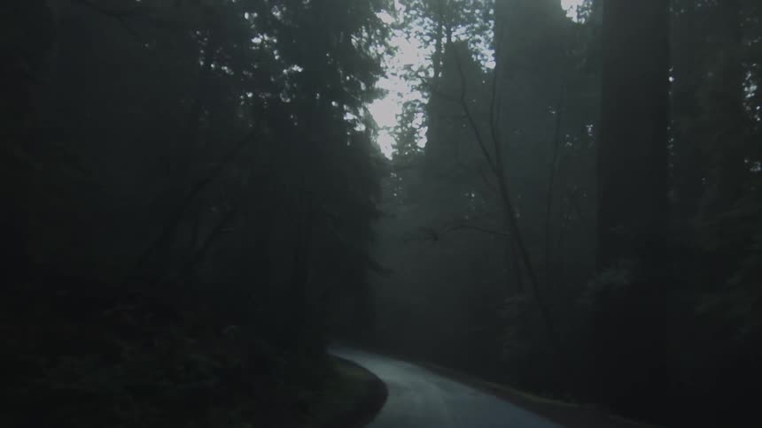 A car is driving through the forest