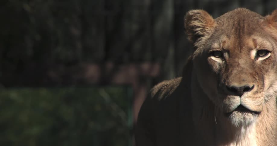 A lioness staring with trees in the background