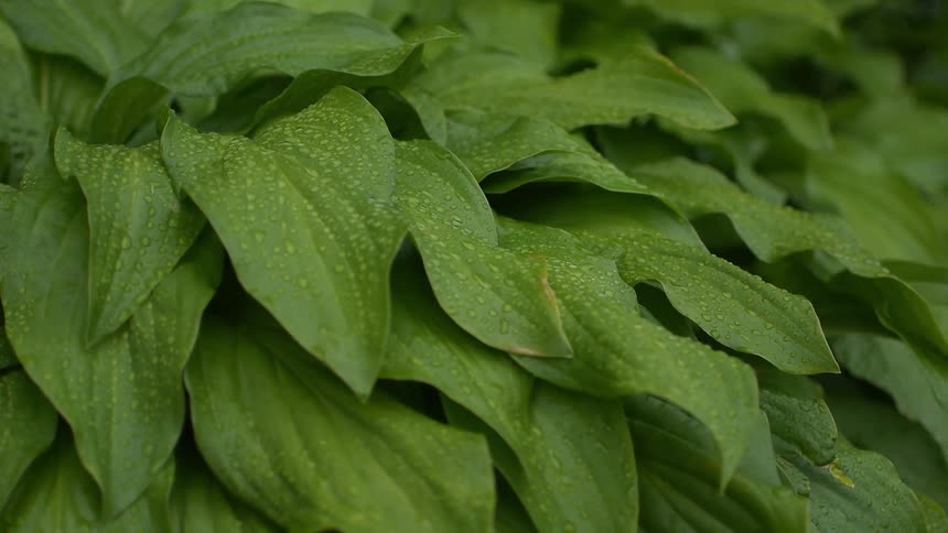 Leaves covered in dew gently blow in the breeze