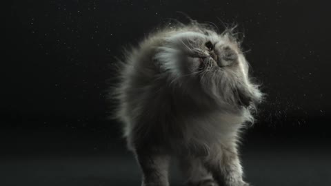 Gray cat shaking his head back and forth in a dark room