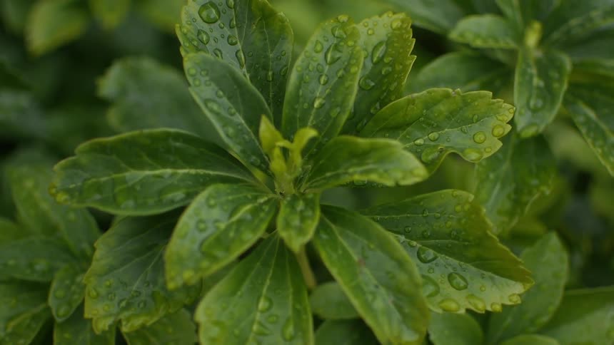 Green plant with dew growing